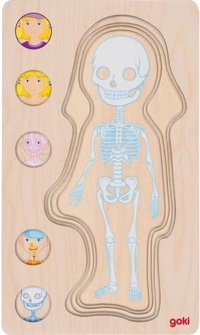 Podrobný anatomický model